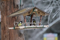 В Курской области стартовала акция «Покормите птиц зимой!»